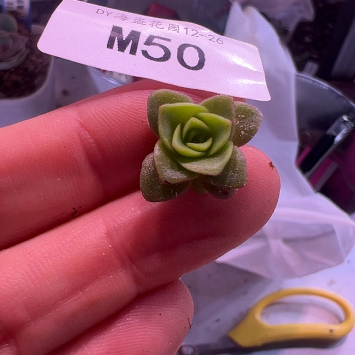 苗苗不知名下播福利50