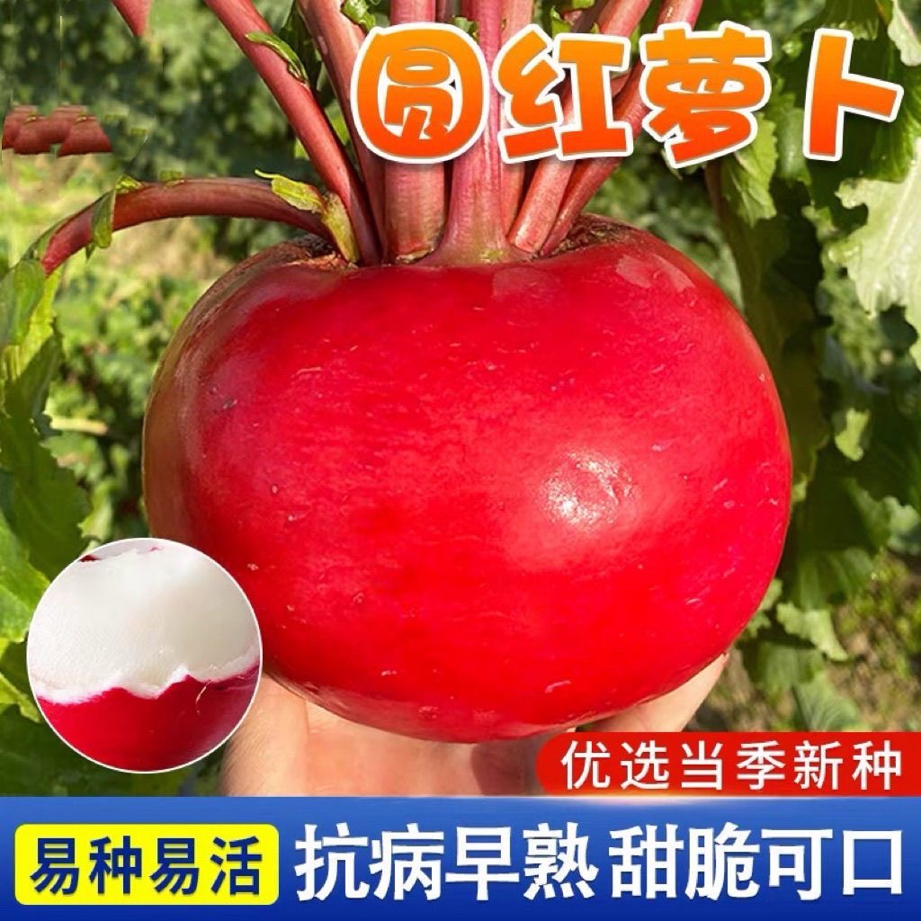 大红丰萝卜种子红萝卜东北特大红皮白心萝卜红圆萝卜蔬菜大全种籽
