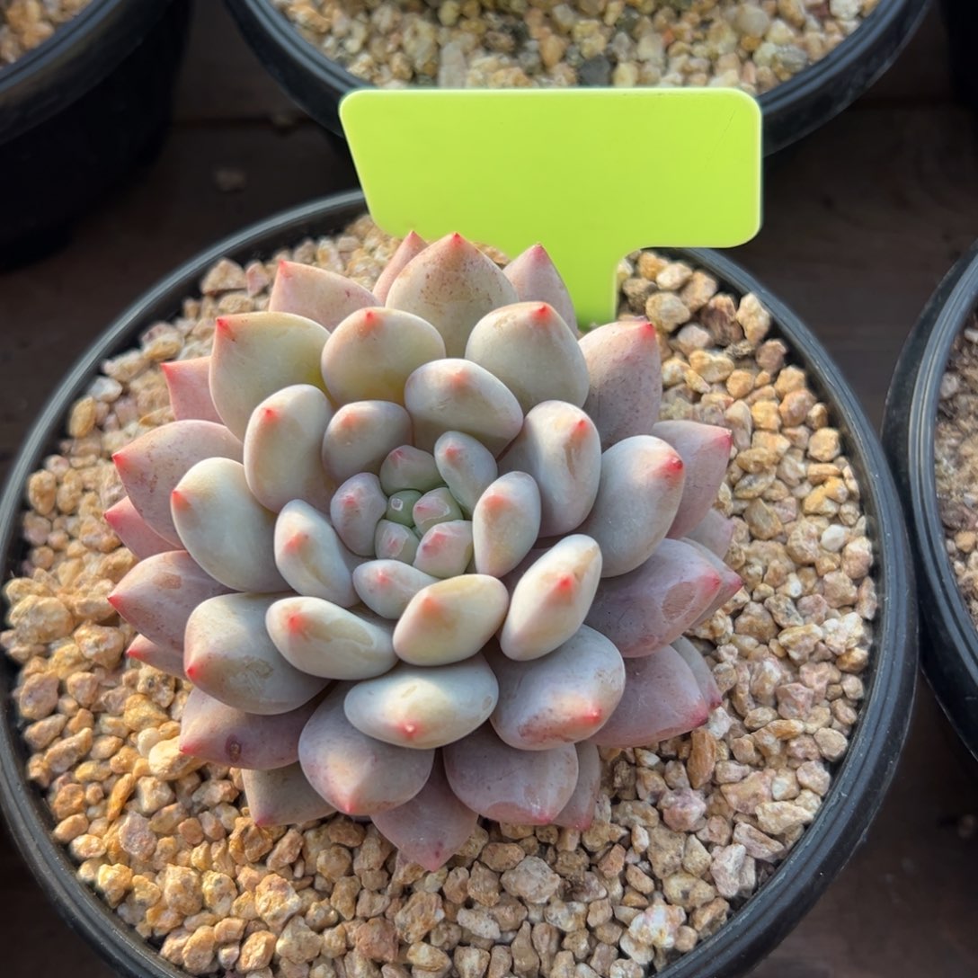 半夏杂11111111111