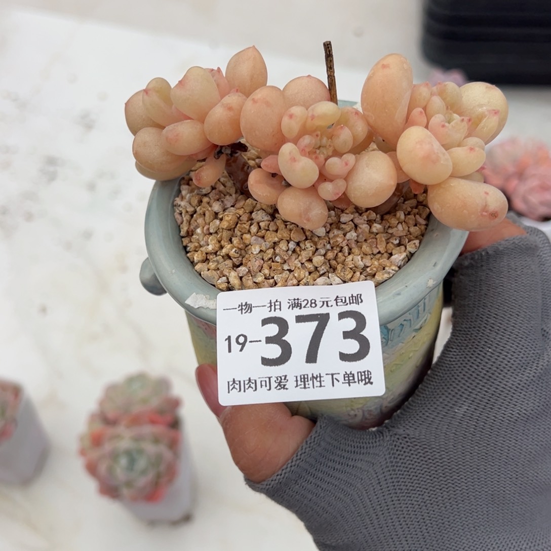 艾尔盖茨多肉多肉多肉多肉