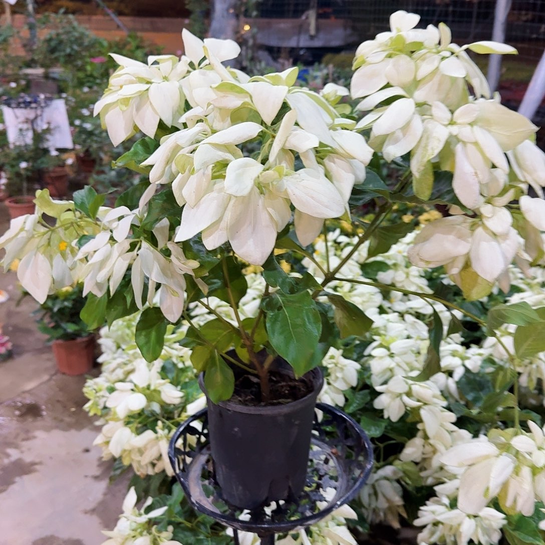 当前无花栽培后可以开花玉叶金花