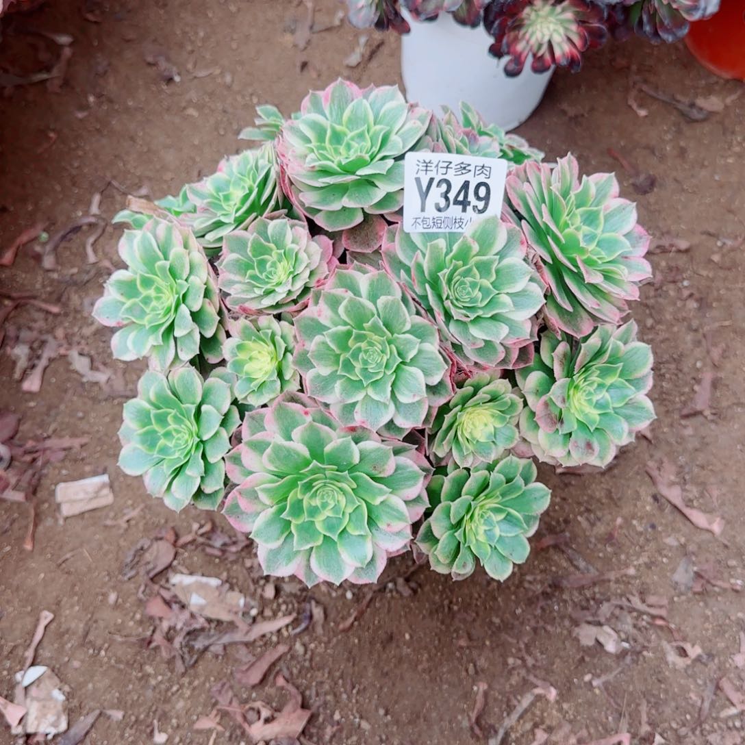海王法师349冠幅25