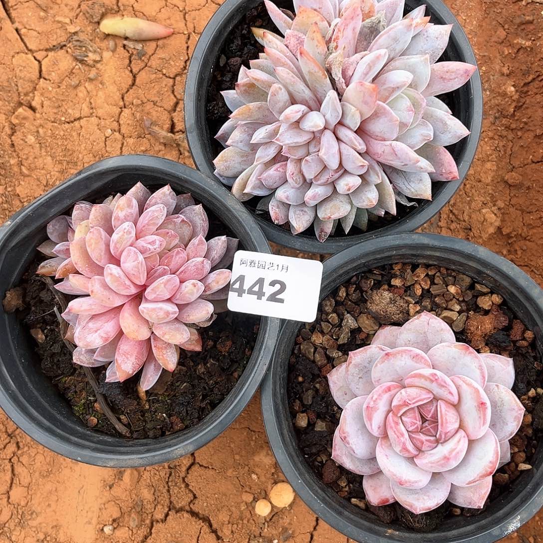 阿雅园艺。         脱土发货442