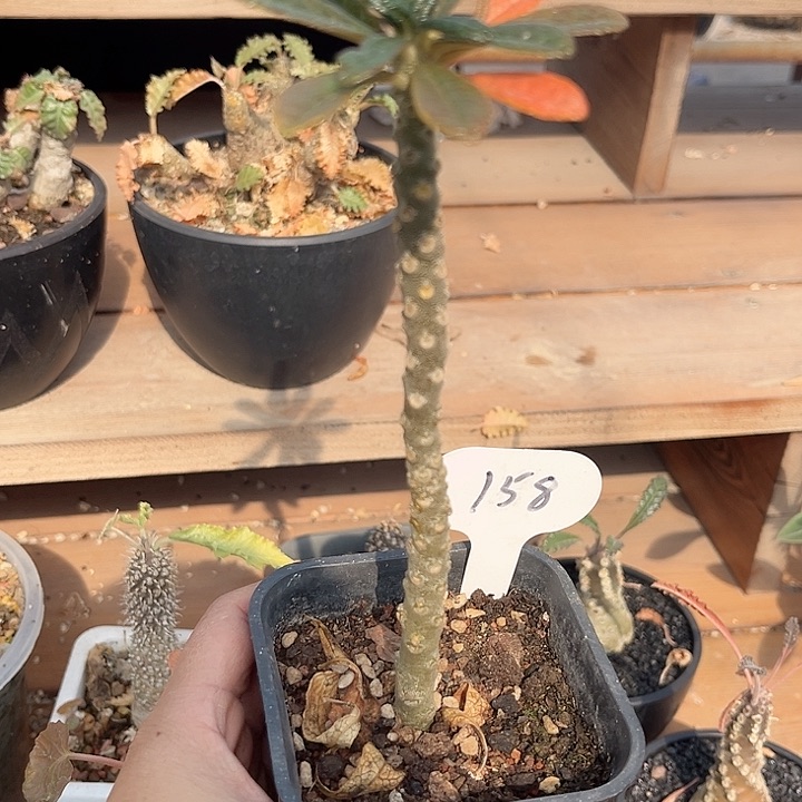 蜡**鑫158巨琉桑11111111111