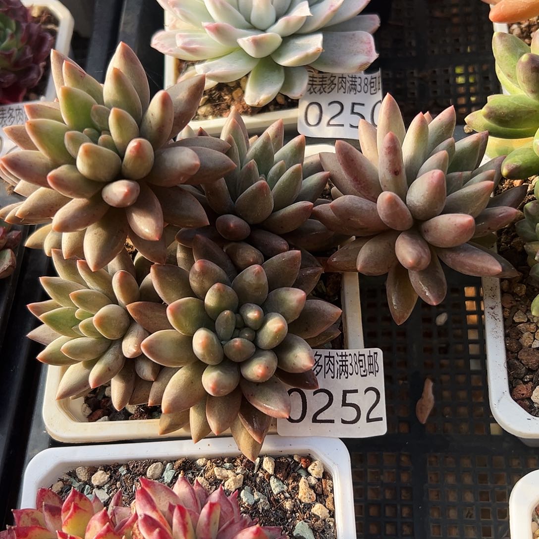 多肉一物一拍植物0252