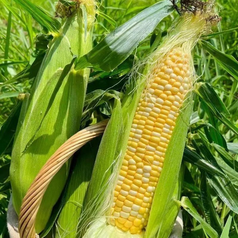 (正宗云南金银水果玉米）双色水果新鲜爆浆甜脆水果玉米