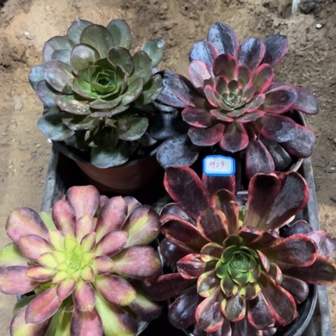 903多肉植物组合