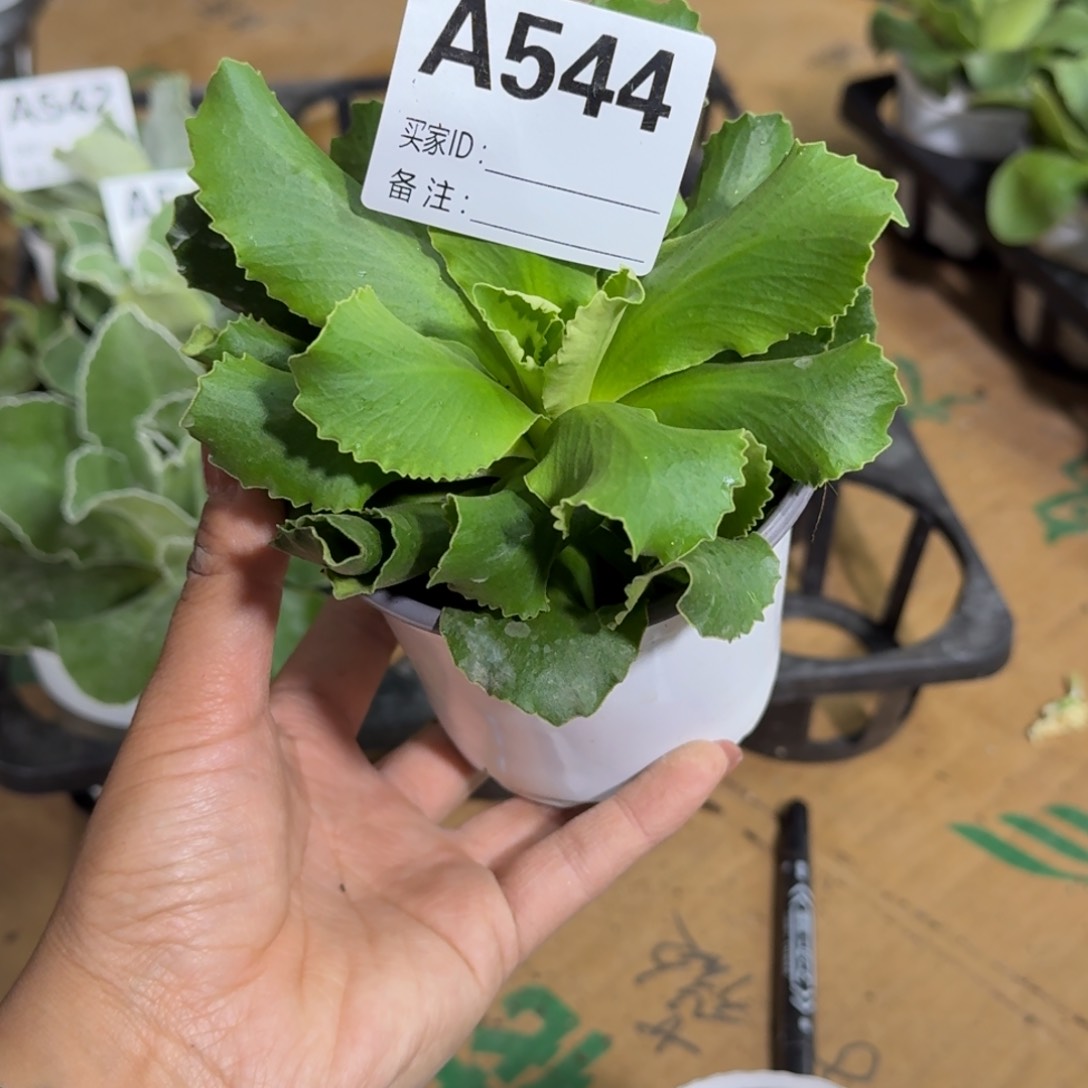 一物一拍  耳叶A544