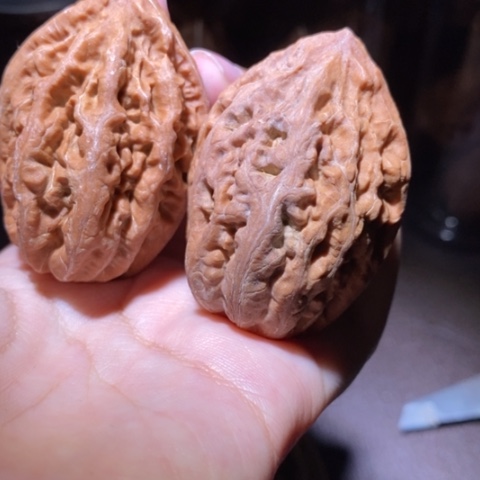 把件文玩核桃东北野生楸子小园 251