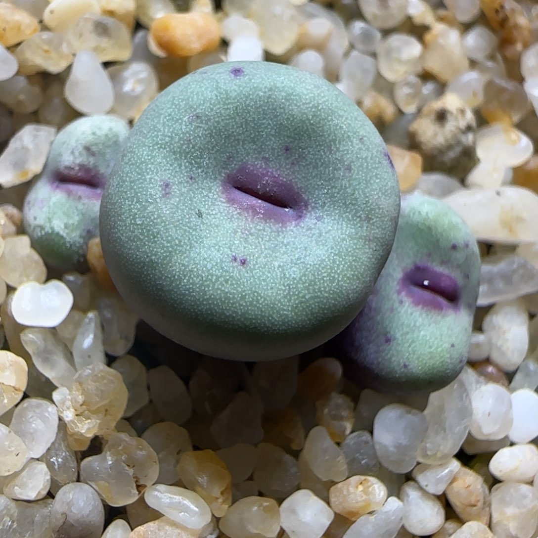 2.9多肉1380Ｂ嘟嘟嘴一颗