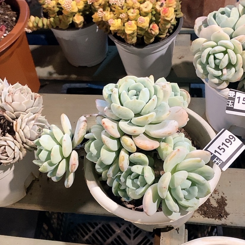 【闪购商品】思****妈冷香15199