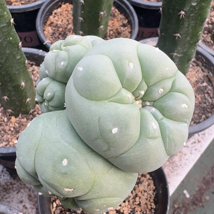 石化群白肌仙人球