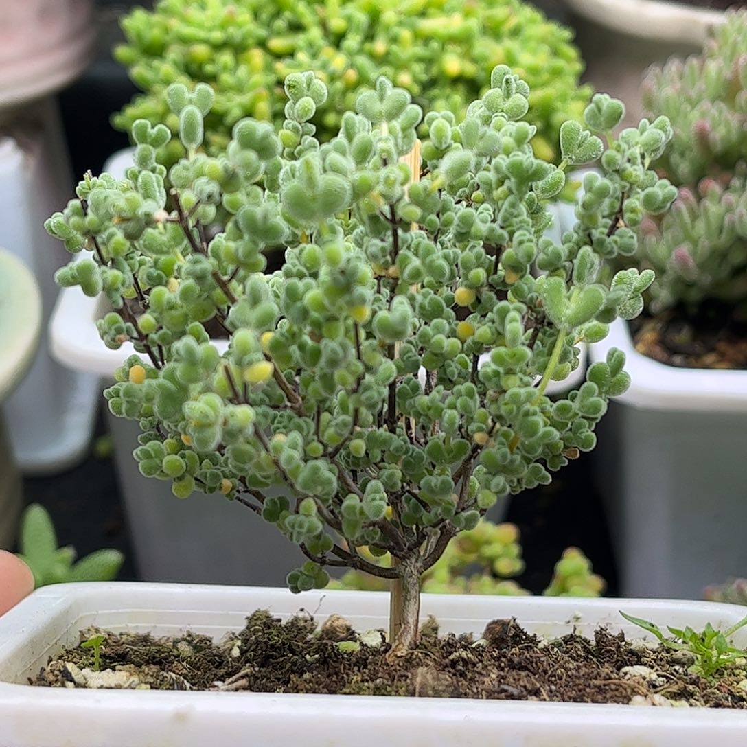 12实生莱斯杂冰晶优选枝干