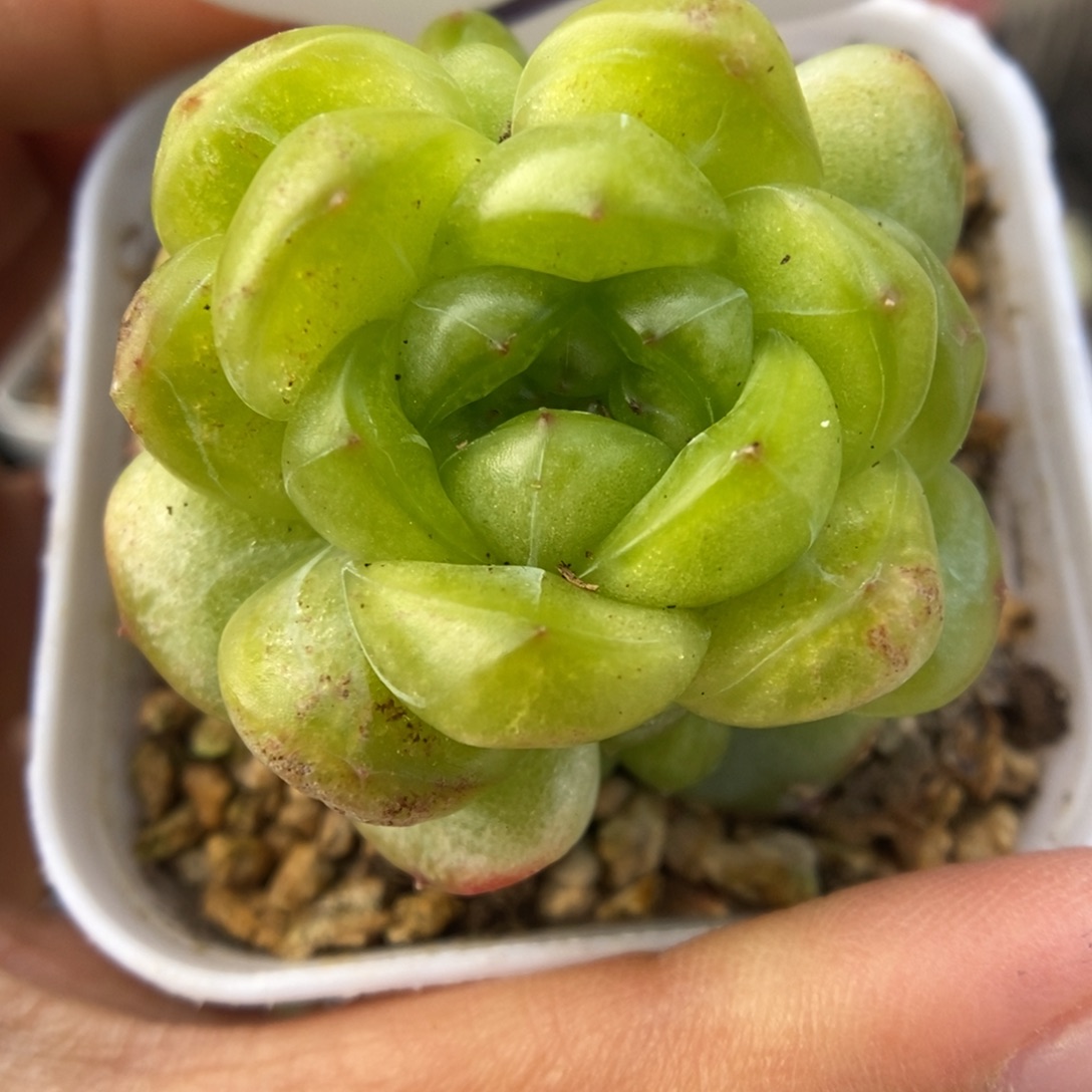 玲珑珍妮群生533号