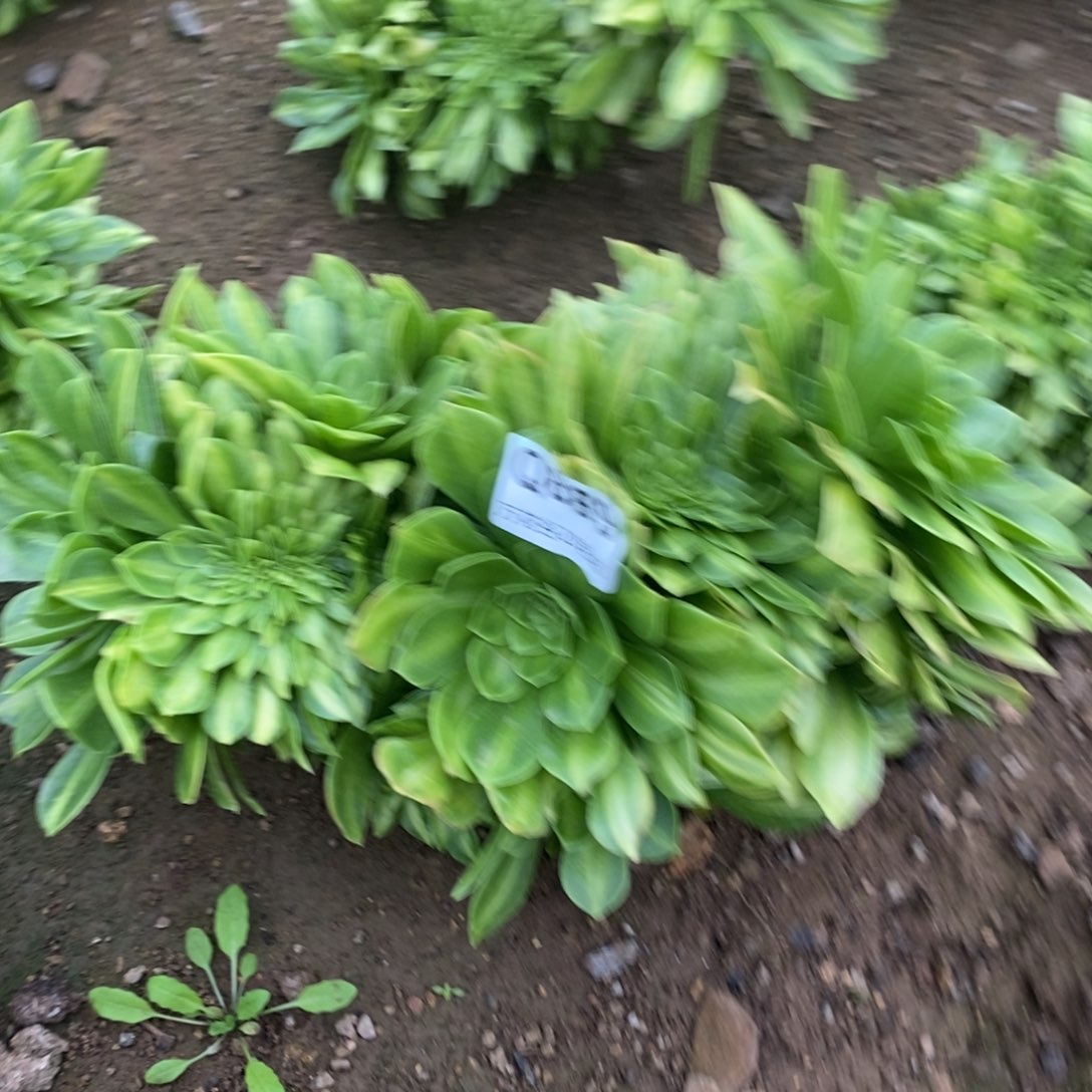 889夜光杯缀多肉植物