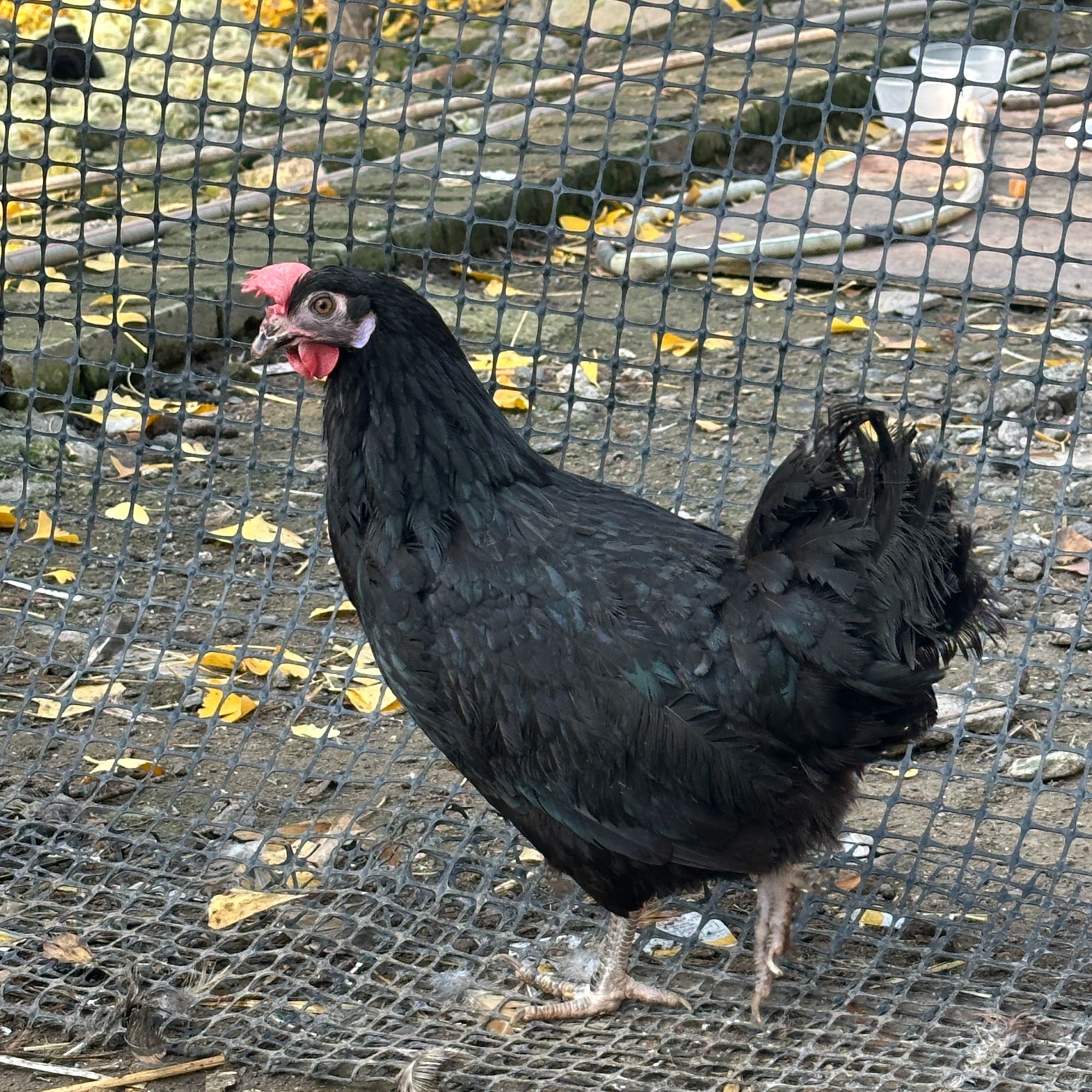 皖北散养绿壳母鸡，一年以上两只，2母（5斤-6斤），宰杀完（2斤-2.5斤）