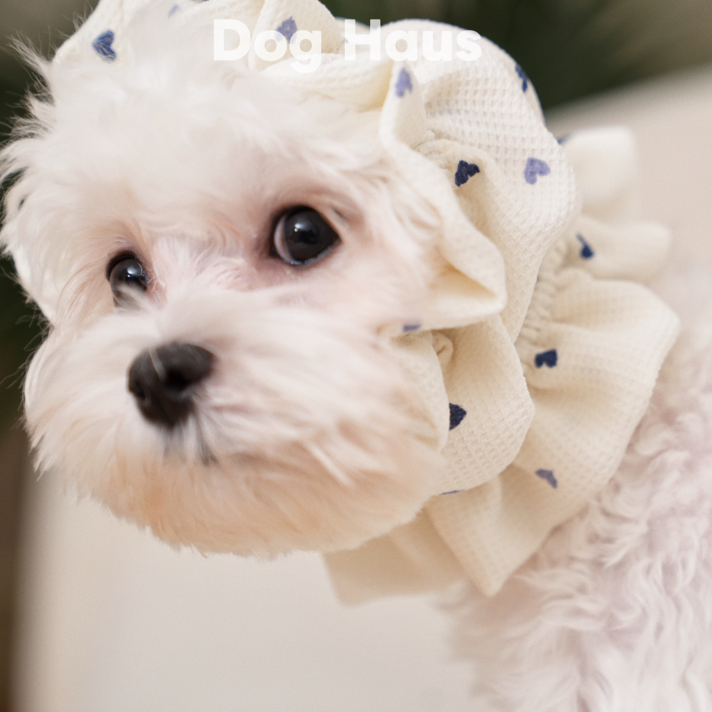 Dog Haus华夫格狗狗针织耳套 大耳朵狗吃饭外出防脏美卡马尔济斯