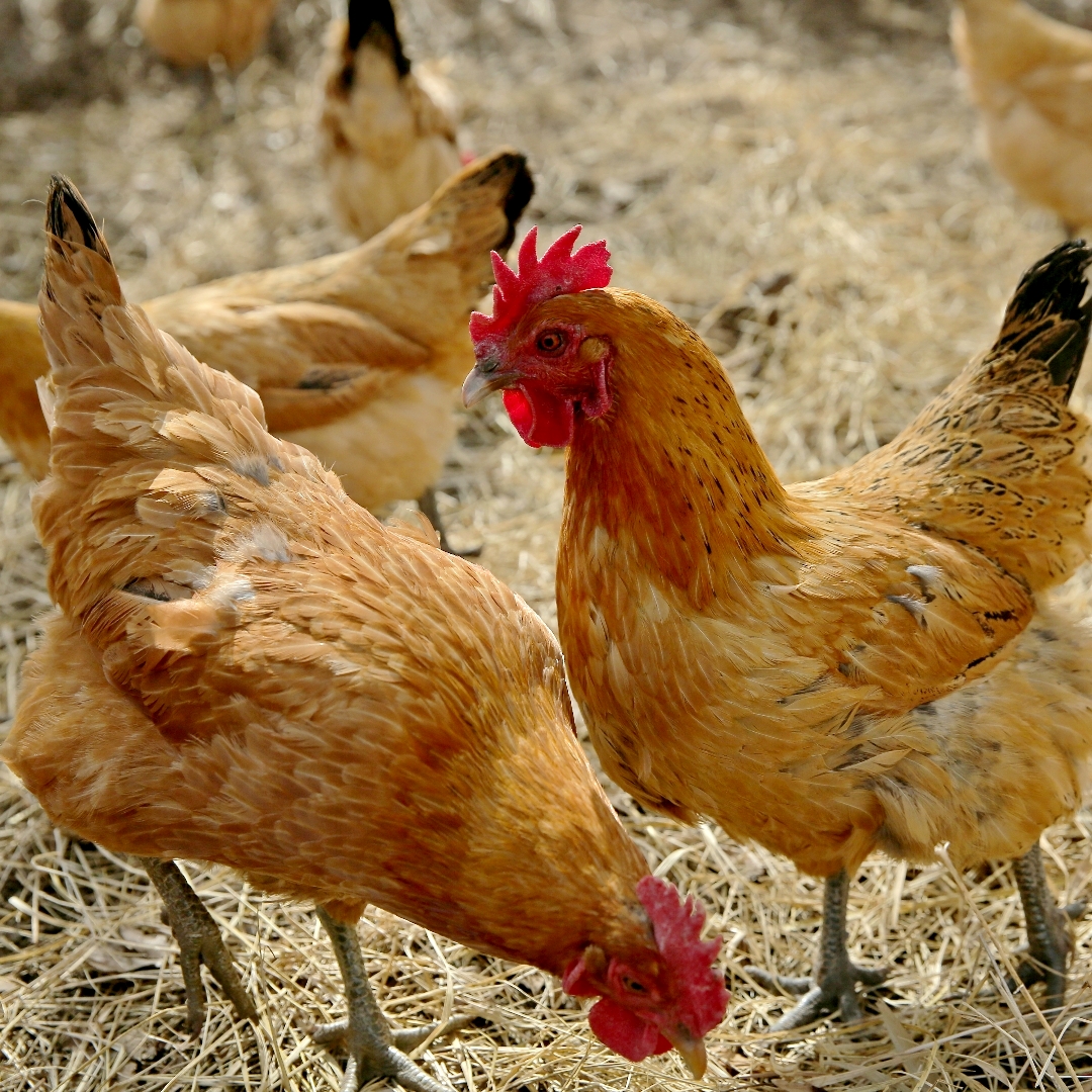 内蒙大后山纯粮散养老母鸡土鸡跑山鸡