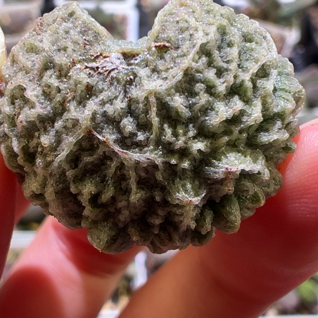 大圆圆叶爆炸刺狂野纹路