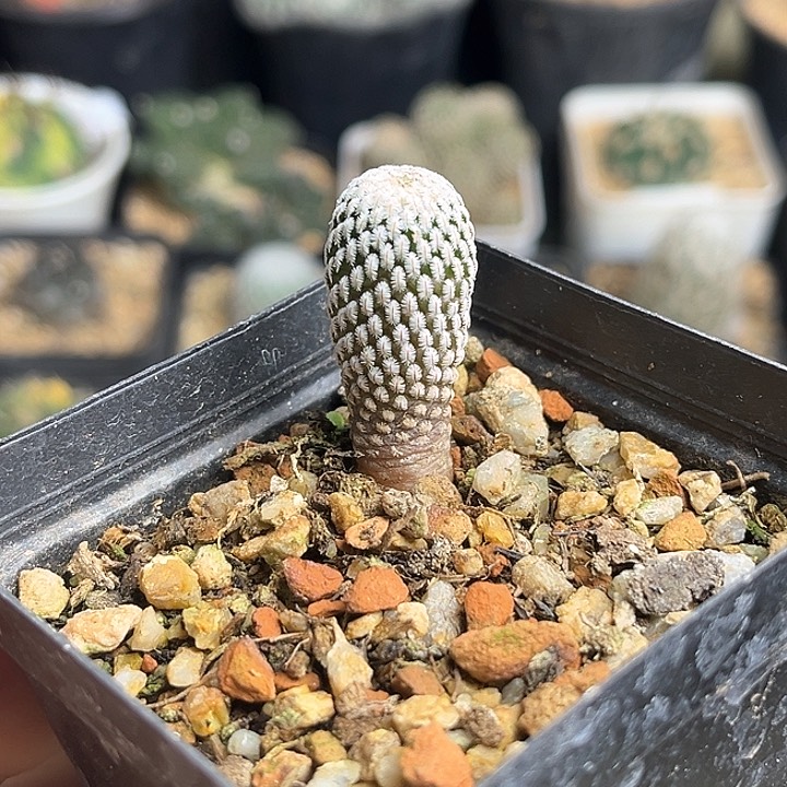 白斜子实生球一颗1.5公分左右