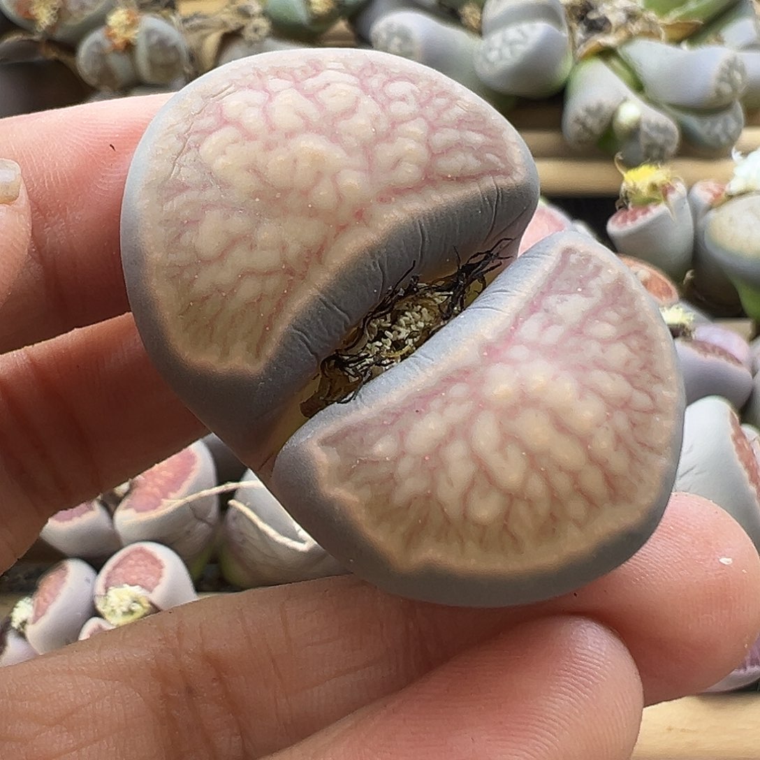 2369超级福利自己体会