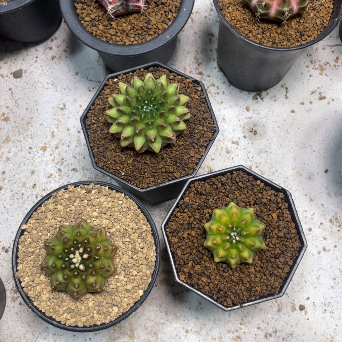 灵***枢当前无花朵，栽培后可花朵貘缀3颗