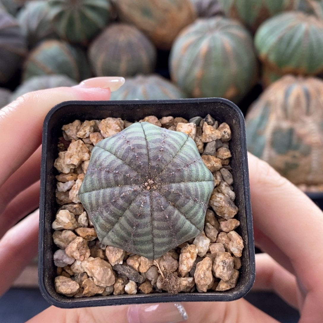 布纹球精品一物一拍