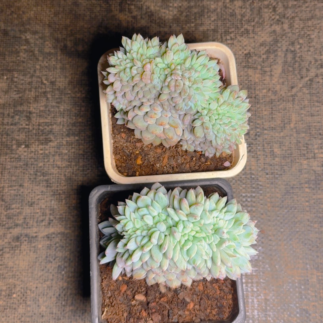 星星橙缀多肉福利111111111