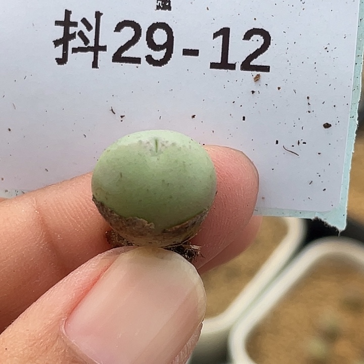 29-12大g苗多肉植物