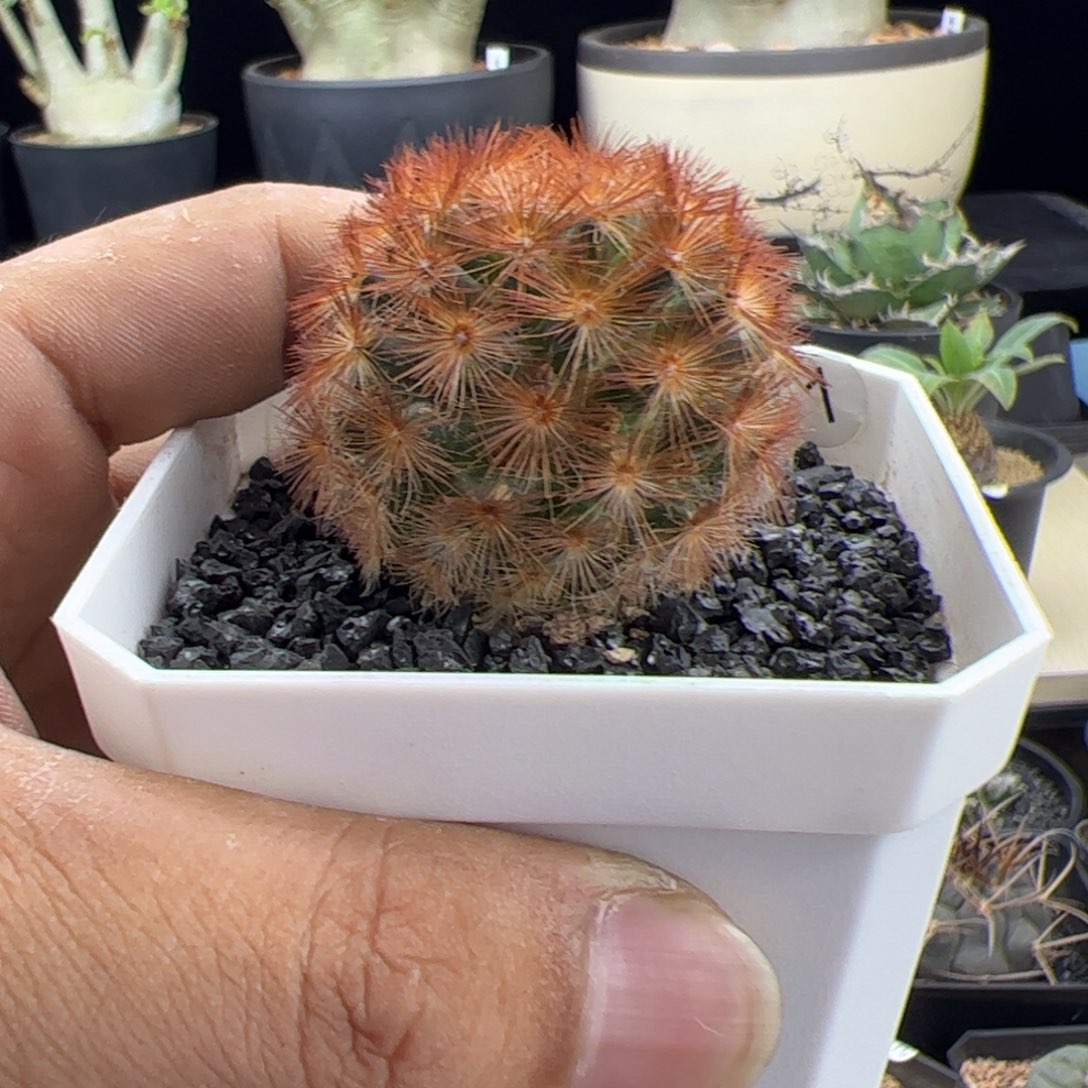 嘉文丸一物一拍默认脱土发