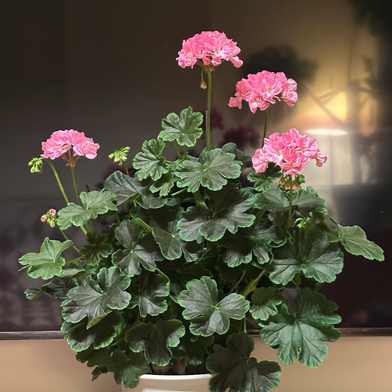 【黑曼巴】直立天竺葵（零下拍保温冻坏不售后）