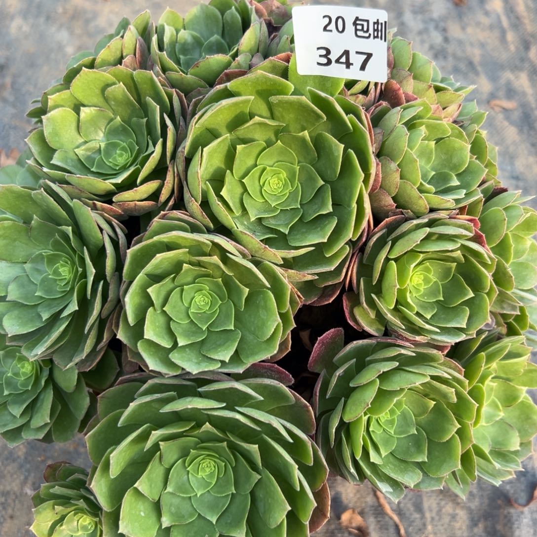 347圣罗兰，满20包邮嘟叮熊