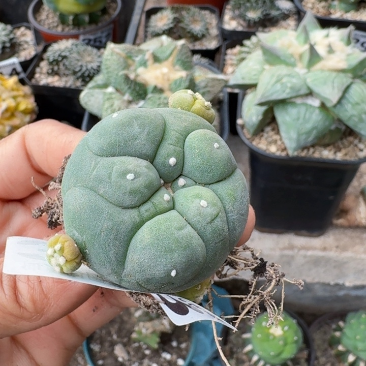 378自根大尤翠仙人球