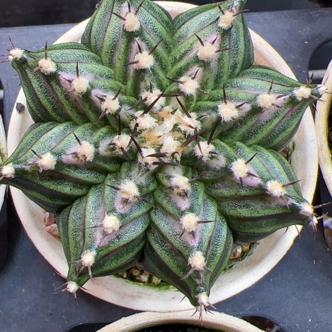 当前无花朵，栽培后可花朵