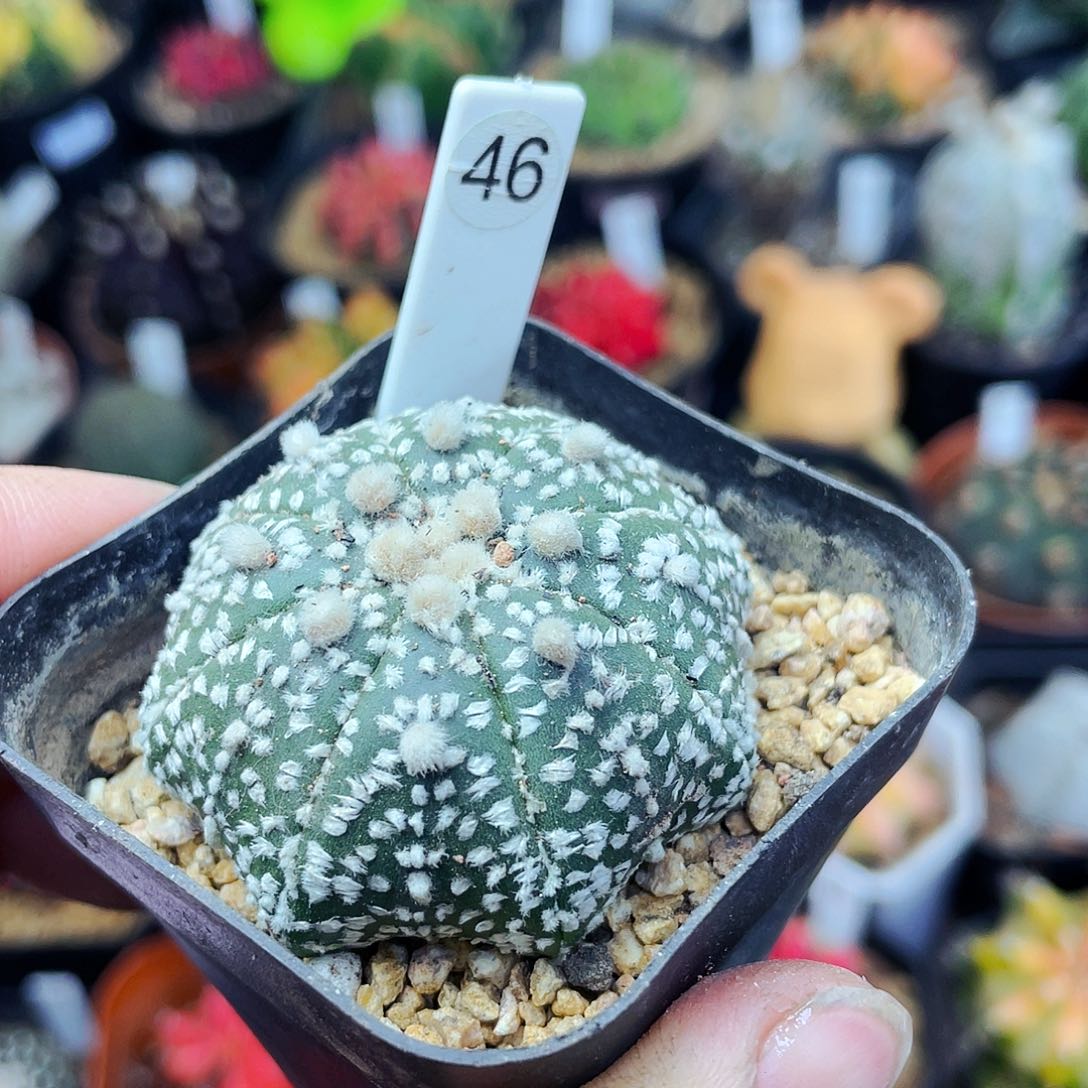 非偏远地区满25包邮仙人球