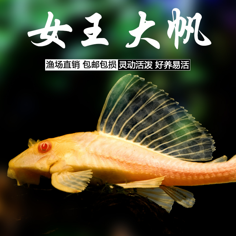 女王大帆清洁鱼清道夫红眼纯种观赏鱼