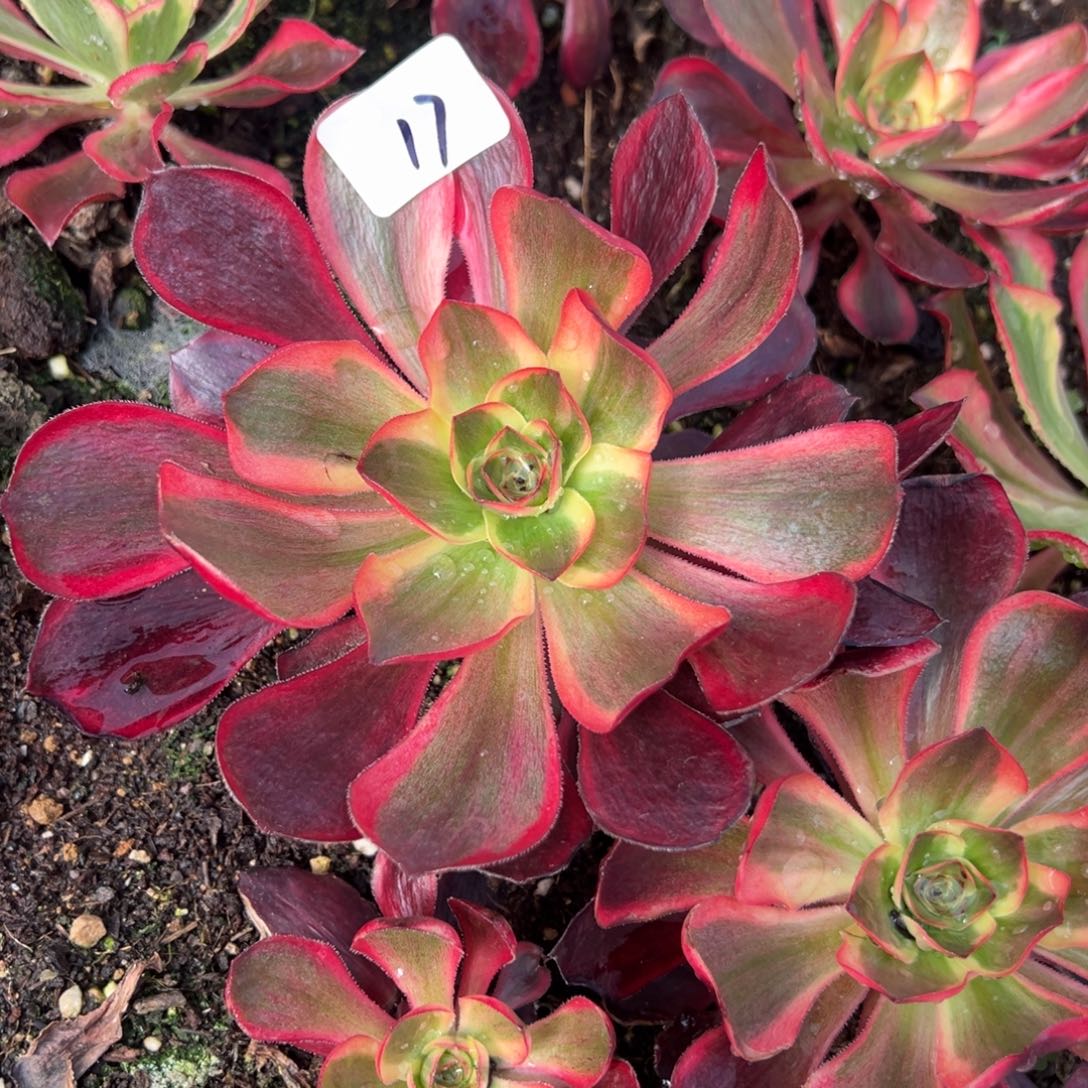 17红魔女一颗9.9多肉