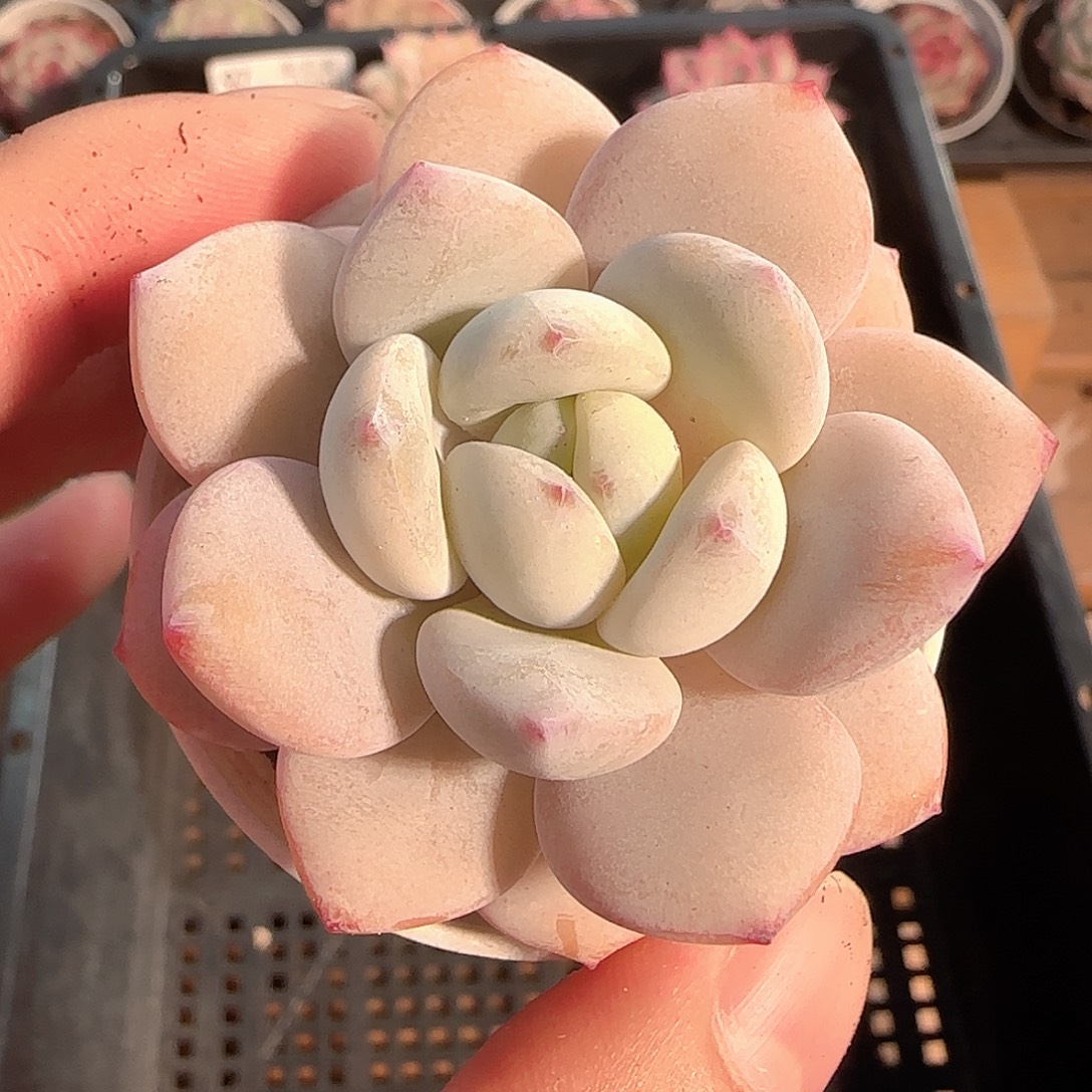 多肉1202-102福利福利