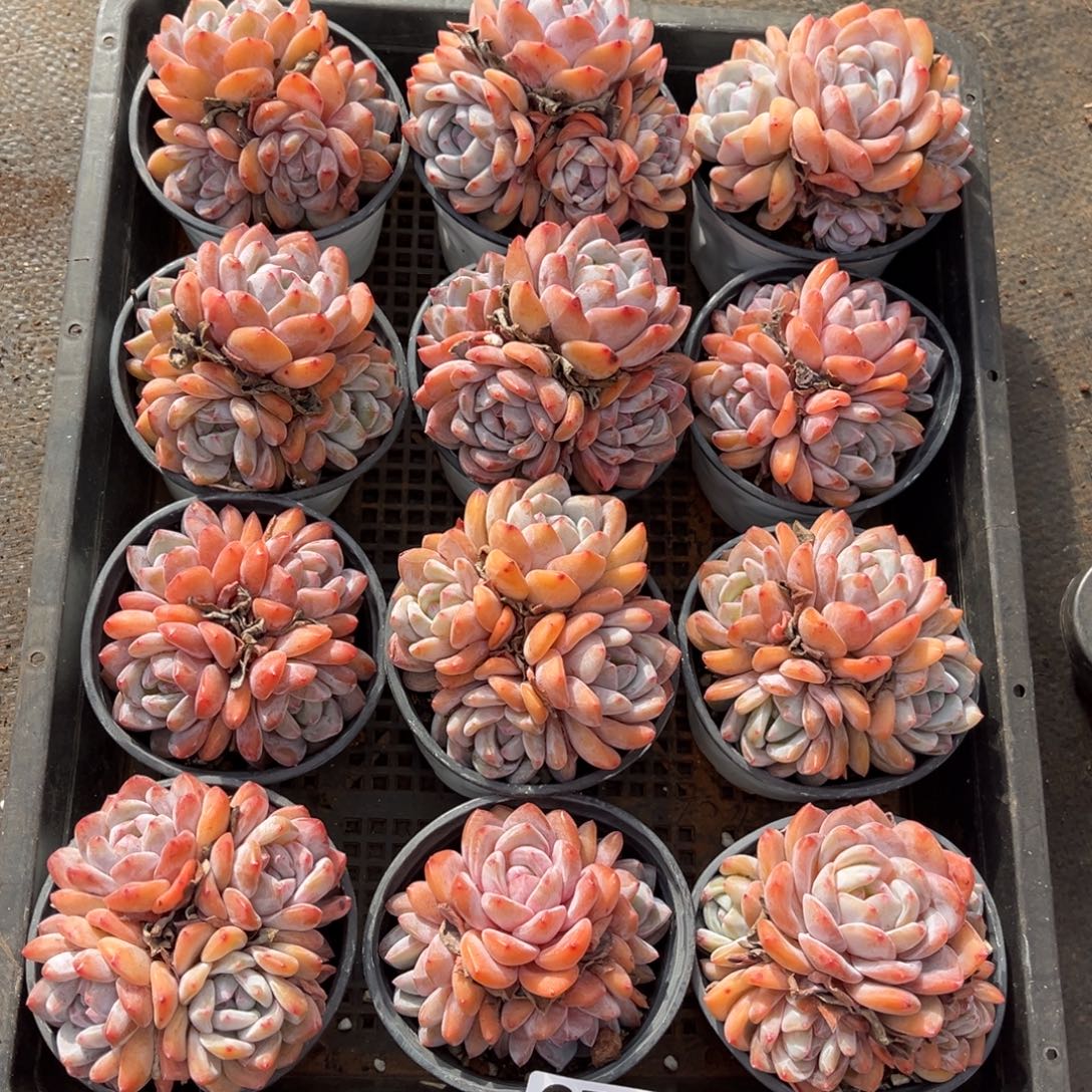 带盆发     674号新疆西藏内蒙古不包邮