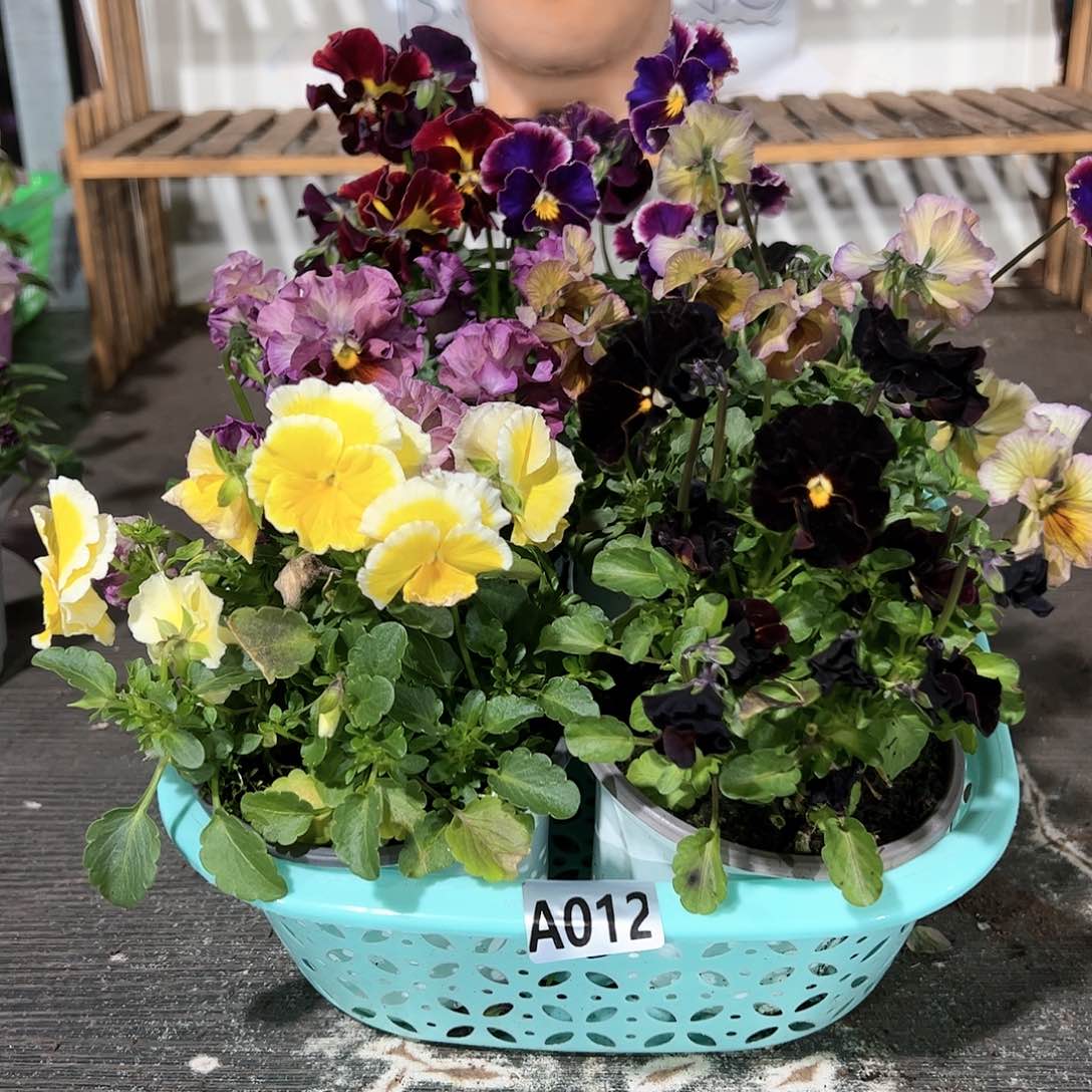 【闪购商品】012号