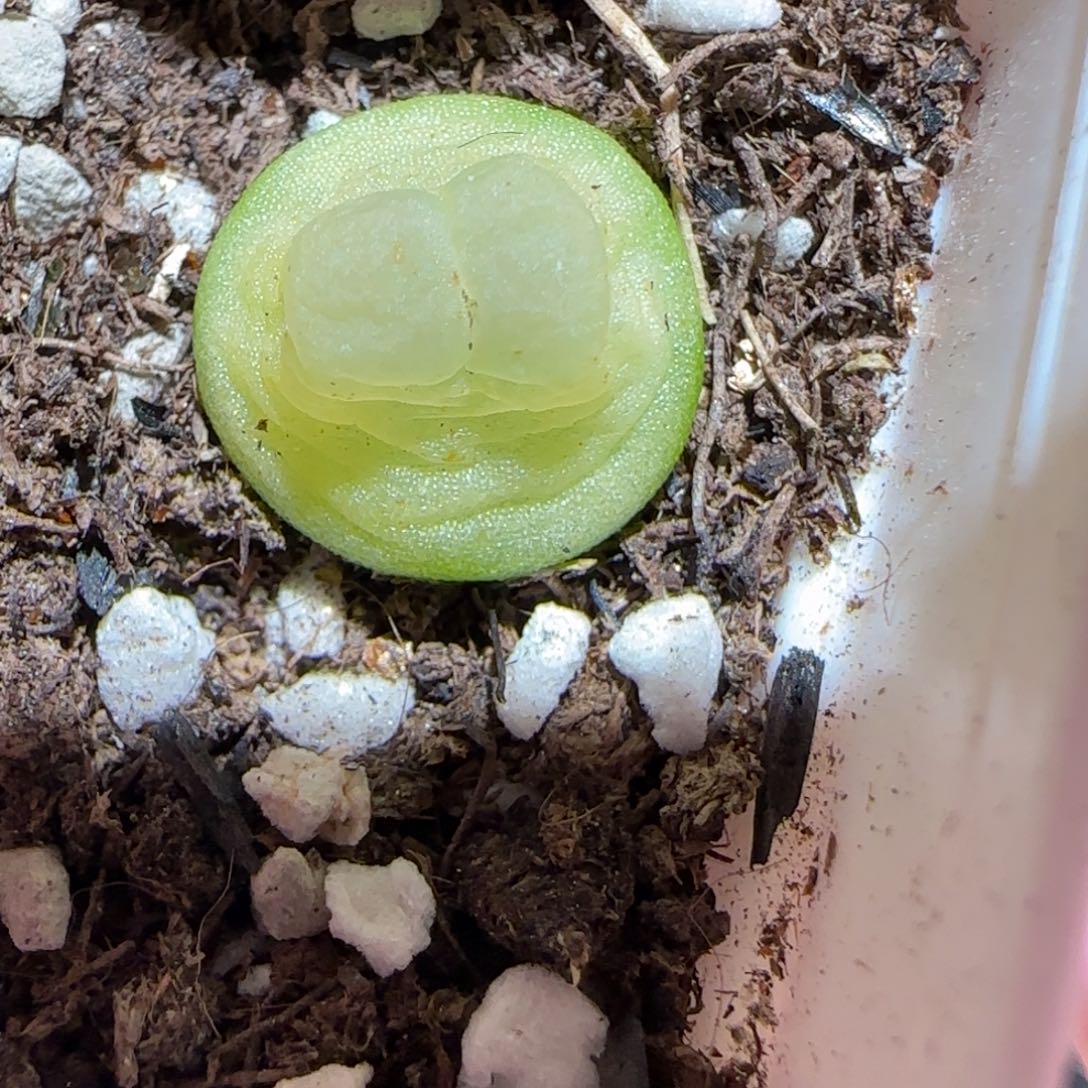 肉锥多肉植物百科-sh1200拉登335