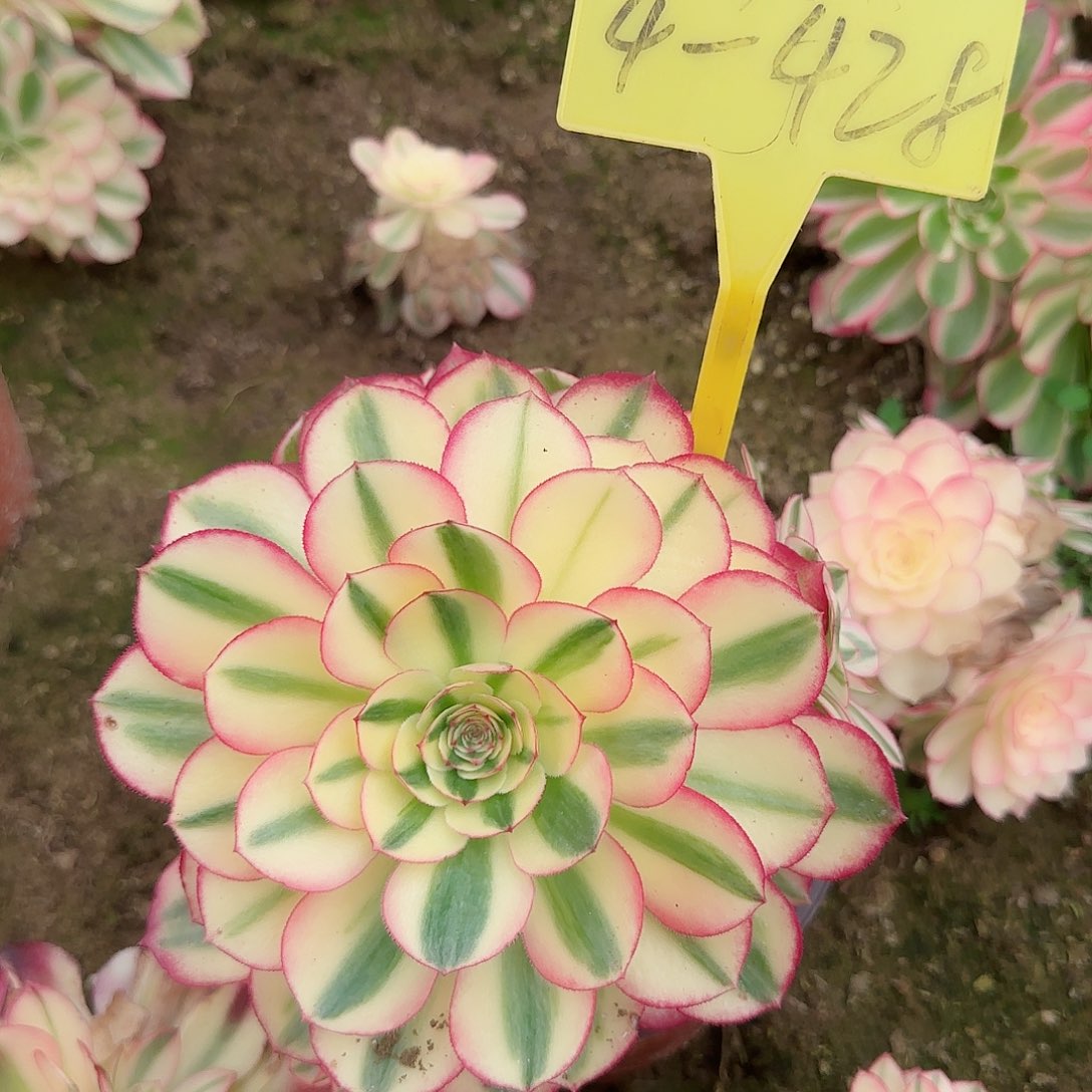 4-428---多头多肉植物