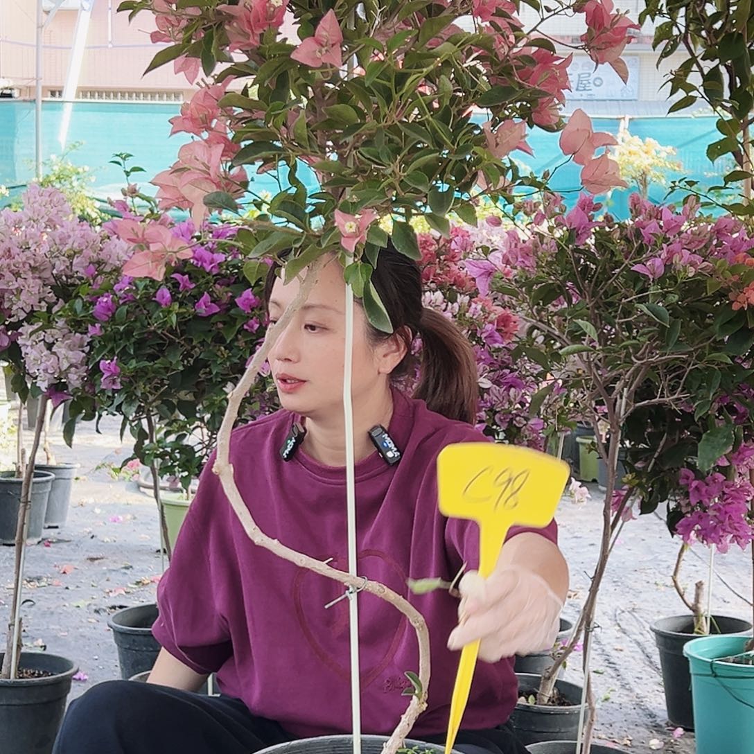 琥***盐大部分花苞少量开放C98卡雅塔