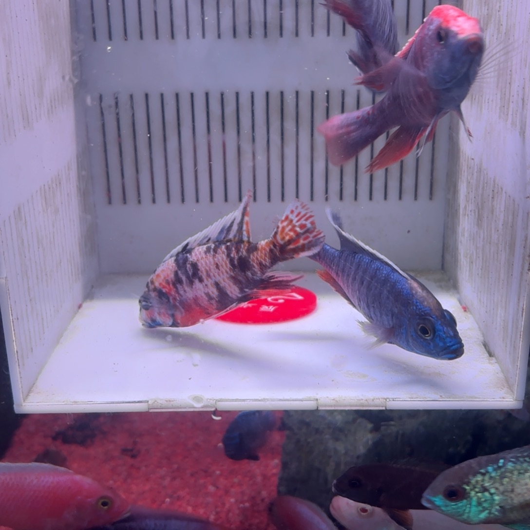 慈鲷鱼直播24号包邮4