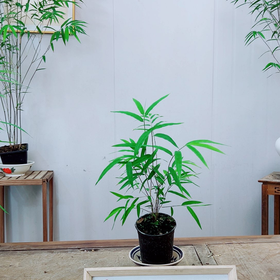 不开花植物内门竹