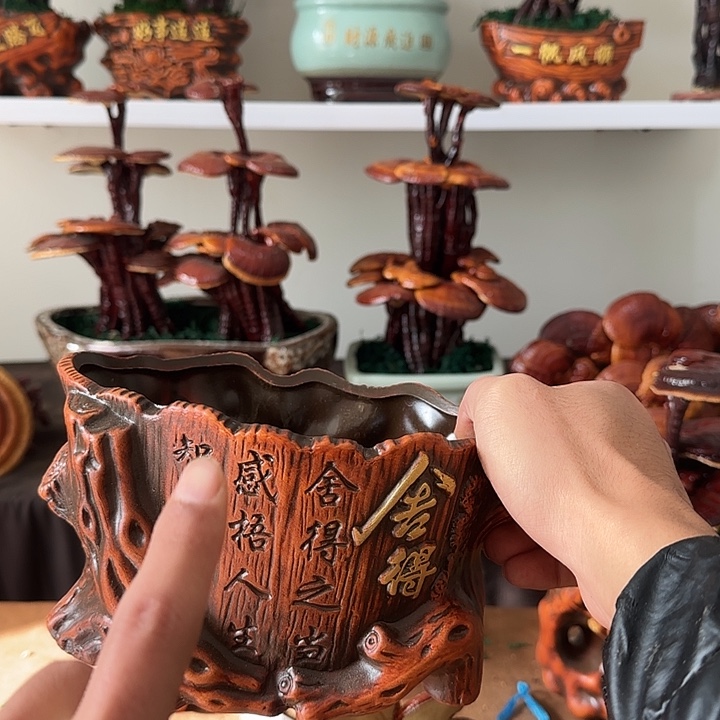 凯***旋无花朵灵芝盆景居家盆景