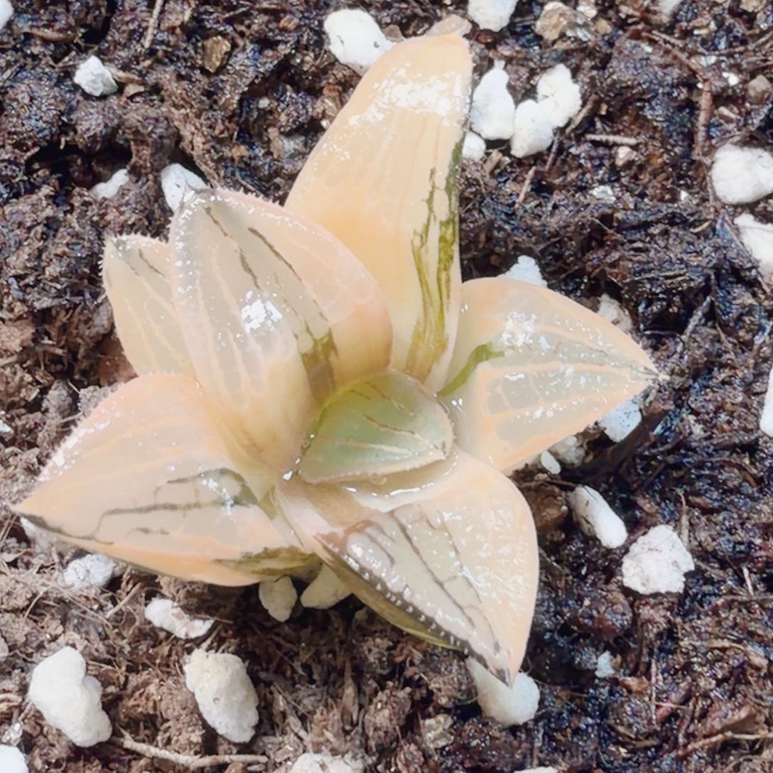 十二卷实生特选锦