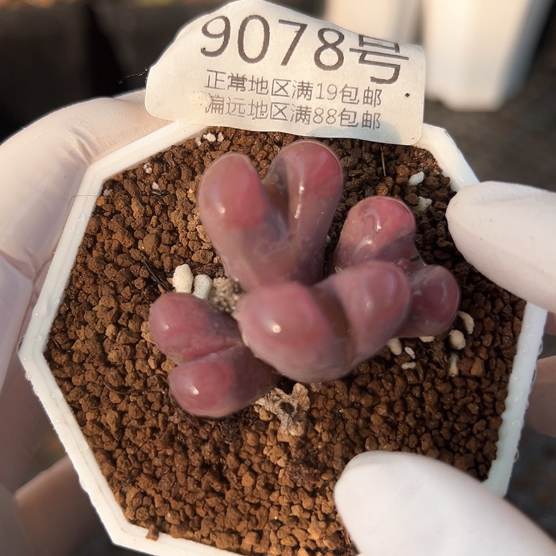 好养易活生石花大母本9078