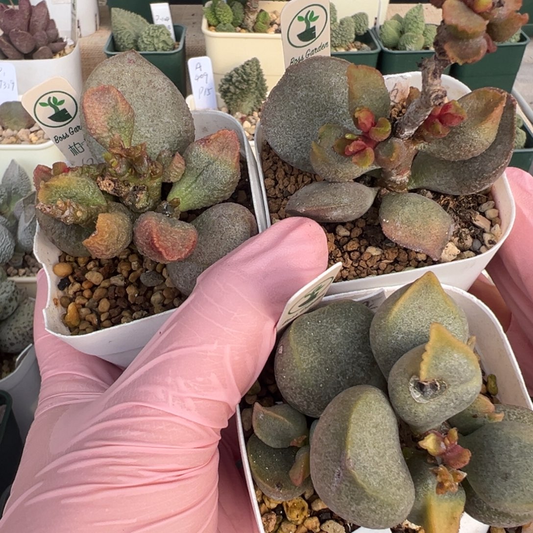 北***手7143颗老桩肥嘟嘟叶片实生水泡