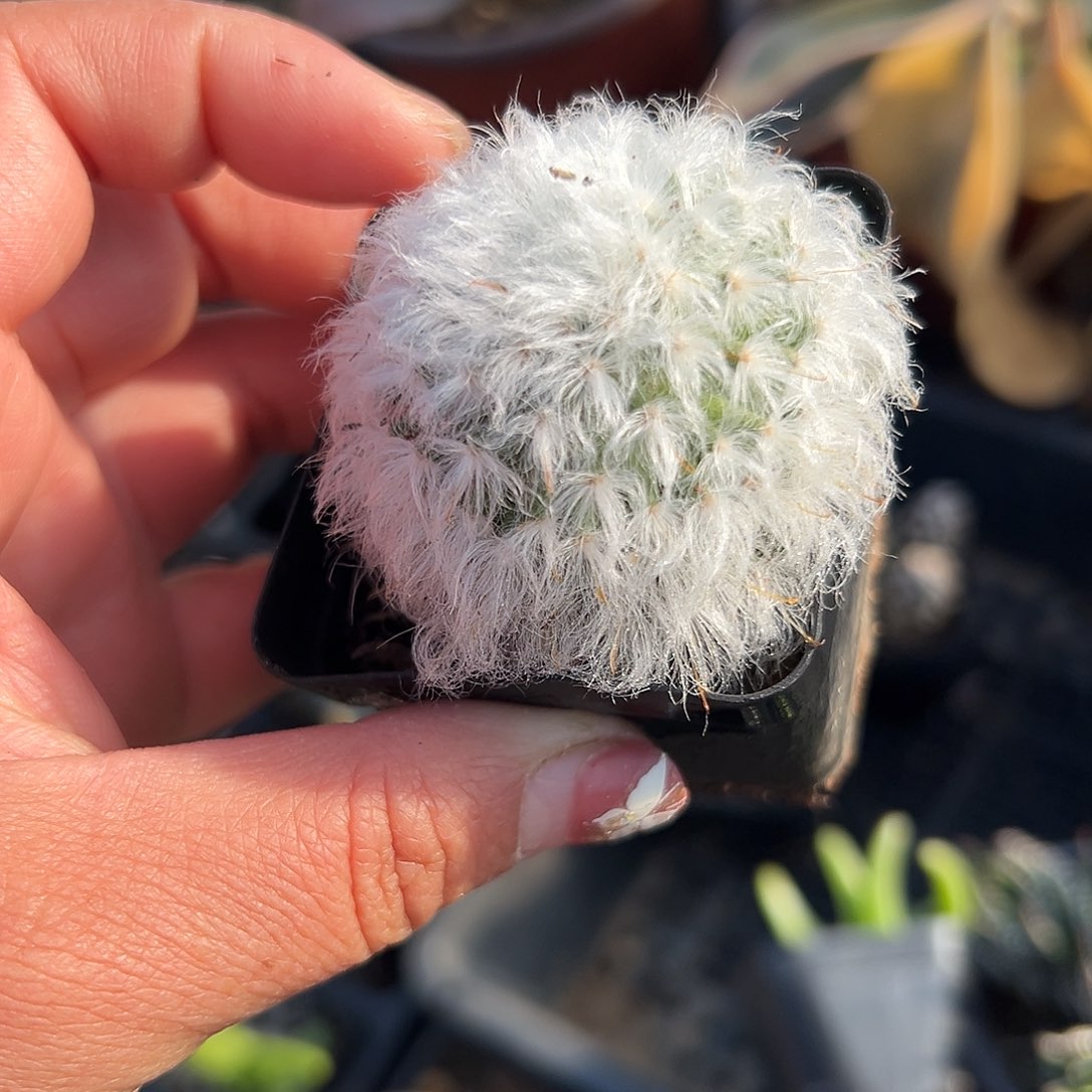 多肉植物丽光殿单头